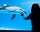 A woman watches a dolphin at Shedd Aquarium, Chicago.