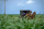 An Amish buggy in the fields near Arcola, Illinois. 